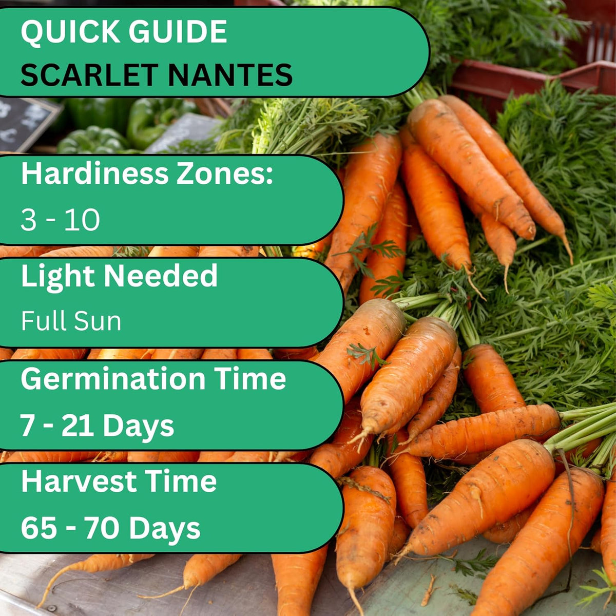Woods Creek Seeds: Scarlet Nantes Carrot Seeds for Planting - Over 2,800 Heirloom Carrot Seed Pack - Non-GMO Carrots Seeds for Planting Outdoors or Indoors - Beginner Friendly Vegetable Gardening