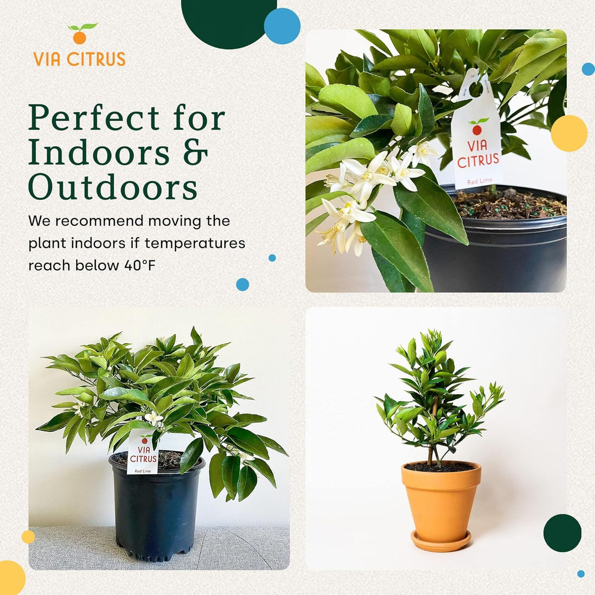 Red Lime Live Fruit Trees 8-12" Tall - Easy Indoor Plants Live Houseplants, No Shipping to CA, AZ,TX,LA - Outdoor Fruit Plants, Easy House Plant, Houseplant for Patio & Outdoor Planting by Via Citrus