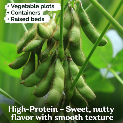 KVITER 40 Soy Bean Midori Giant Edamame Seeds (Glycine max) - Green Soybean, Soy Beans Organic Non GMO Variety, Sweet Nutty Flavor - Heirloom Vegetable Seeds for Planting Outdoors in Home Garden