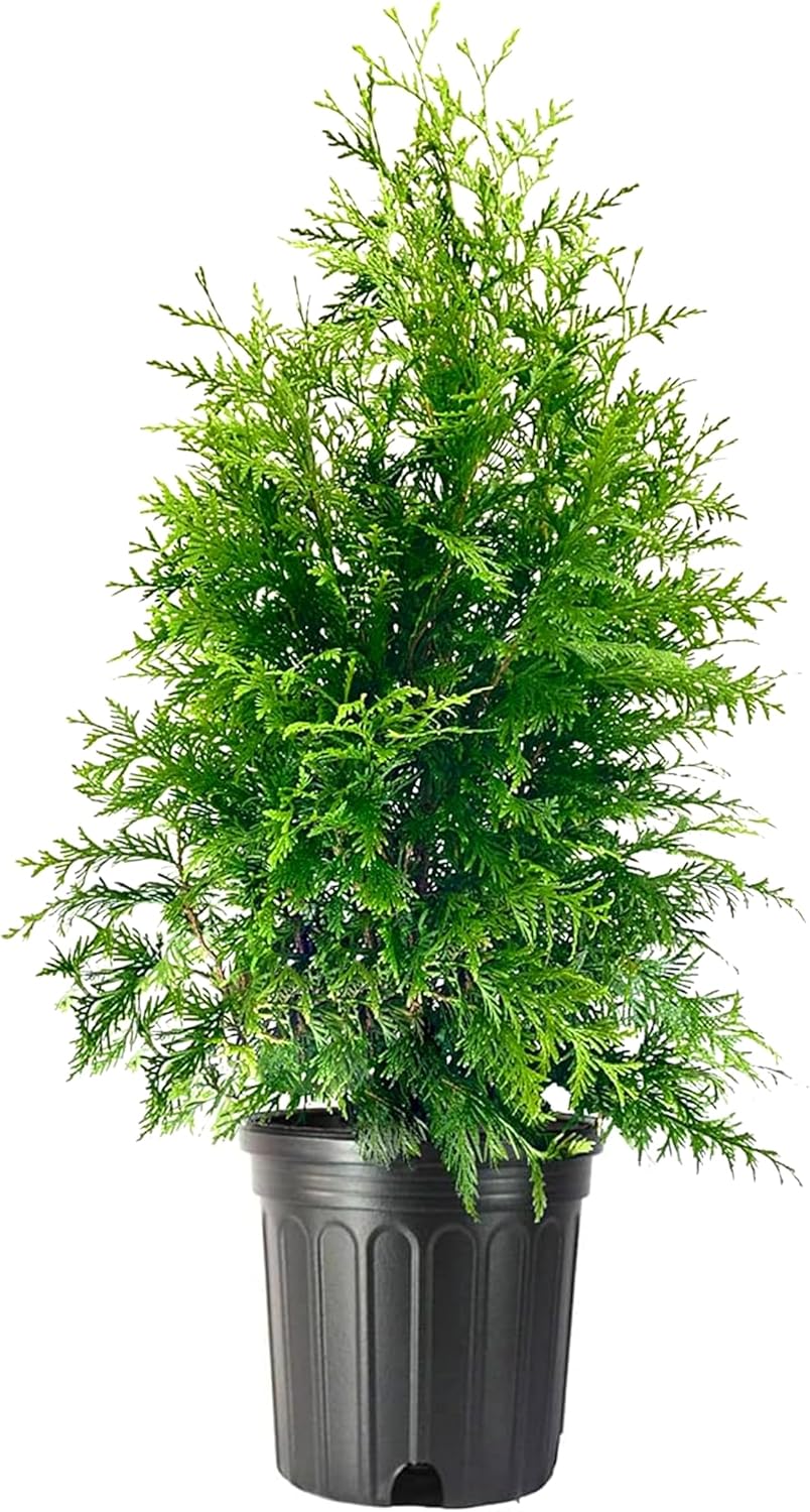 Thuja Green Giant | 1 Extra Large 3 Gallon Tree | Thuja standishii x plicata | Fast Growing Privacy Screen | Evergreen Landscape Plants for Borders