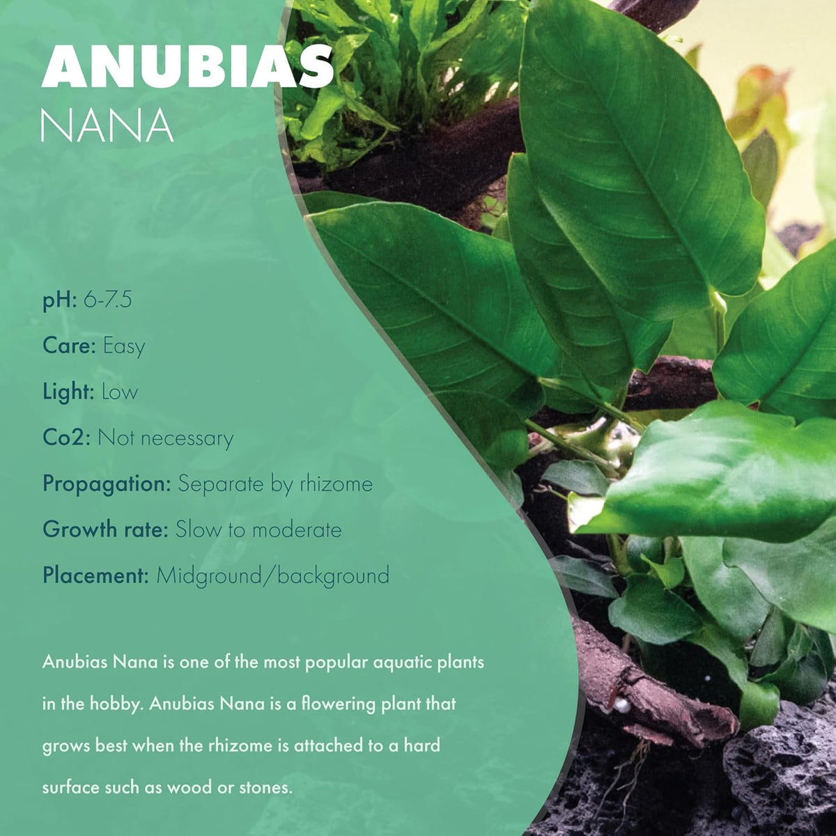 SubstrateSource Anubias Live Aquarium Plants - Potted Freshwater Plant for Fish Tanks, Terrariums - Beginner Friendly Low Light (Nana, Mother Plant)