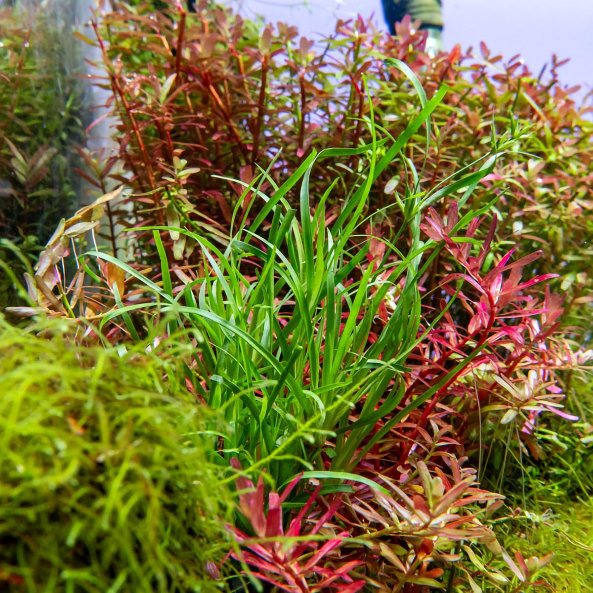 Ultum Nature Systems Juncus Repens Tissue Culture Live Plant for Aquarium, Aquascape, Freshwater Fish Tanks - 100% Snail Free in Vitro