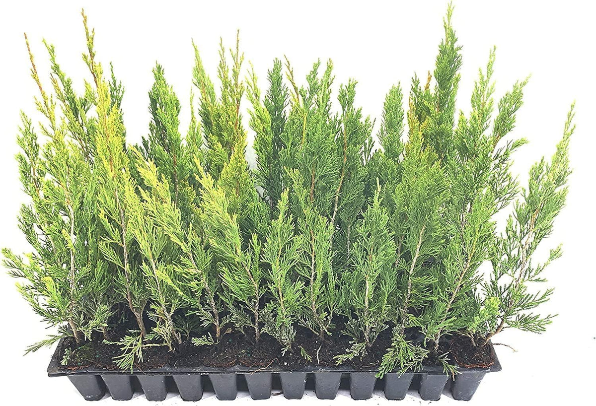 Spartan Juniper | 10 Live Trees | Juniperus Chinensis | Evergreen Privacy Screening Plant