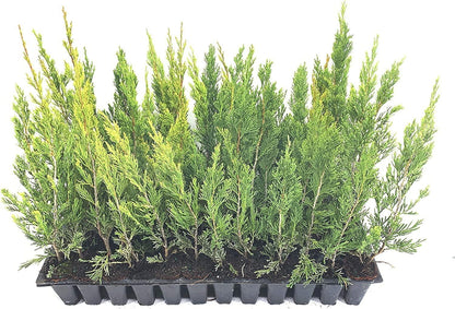 Spartan Juniper | 40 Live Trees | Juniperus Chinensis | Evergreen Privacy Screening Plant
