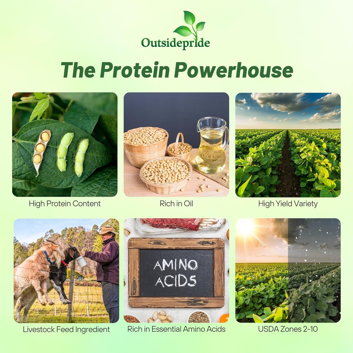 Outsidepride Soybean Seeds - 25 lbs High-Protein & High Yield Heirloom Variety Soy Beans, Ideal for Oil Processing, Forage, Animal Food Plots, & Wildlife Feed for Poultry & Other Farm Animals