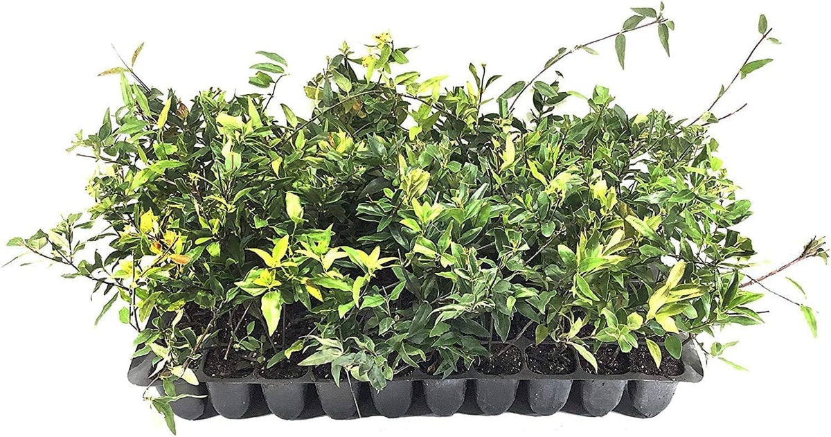 Carolina Jasmine | 30 Live Plants | Gelsemium Sempervirens | Fragrant Yellow Blooms, Evergreen Vine, Low Maintenance, Fast Growing, Climbing, Attracts Pollinators, Garden Trellis