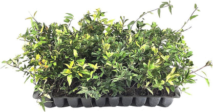Carolina Jasmine | 30 Live Plants | Gelsemium Sempervirens | Fragrant Yellow Blooms, Evergreen Vine, Low Maintenance, Fast Growing, Climbing, Attracts Pollinators, Garden Trellis