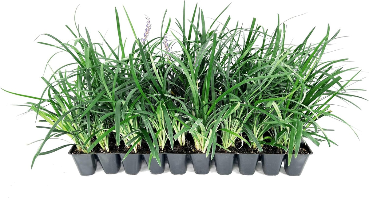 Super Blue Liriope Muscari - 3 Live Plants - Evergreen Ground Cover Grass