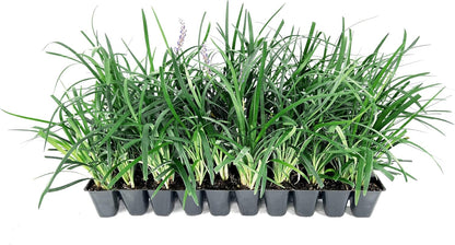 Super Blue Liriope Muscari - 3 Live Plants - Evergreen Ground Cover Grass