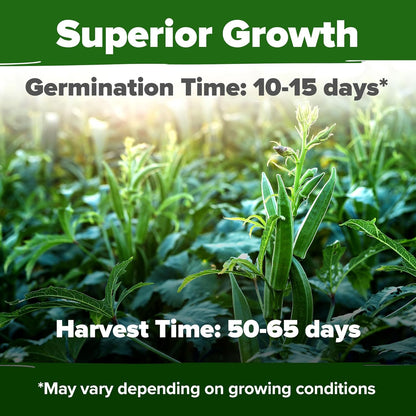 HOME GROWN 𝗨𝗦𝗔 𝗣𝗥𝗘𝗠𝗜𝗨𝗠 Clemson Spineless Okra Seeds 101+ 𝗡𝗢𝗡-𝗚𝗠𝗢 Heirloom Vegetable Seeds for Planting Easy to Grow Outdoor Summer Garden High Germination Rate (Abelmoschus esculentus)