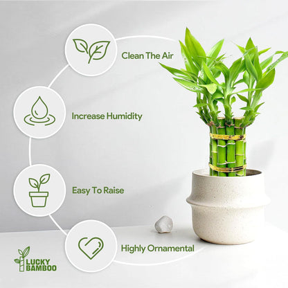Lucky Bamboo Plants Live Indoor (10 Stalks, 8 Inch) - Fresh House Plants for Office Desk, Home Decor, for Positive Energy, Prosperity & Easy Care