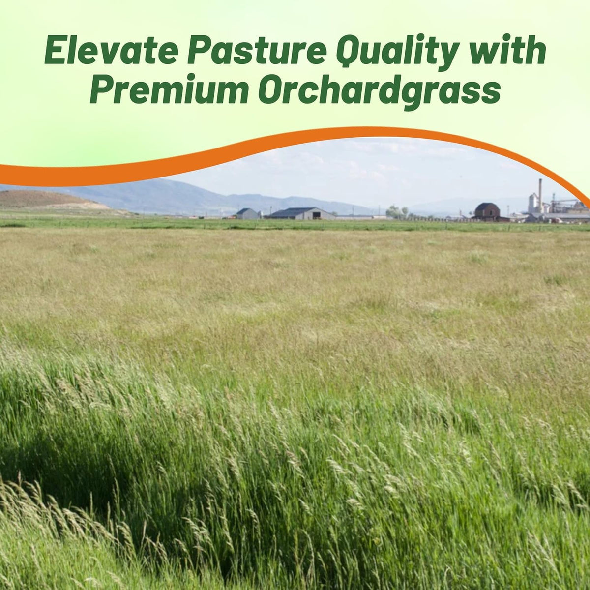 Outsidepride Grazer Orchard Pasture Grass Seed - 50 Lbs. Perennial, Drought & Shade Tolerant, Winter Hardy Fescue Seed for Hay, Grazing, Silage, Greenchop, Goat Feed, & Lawn Use