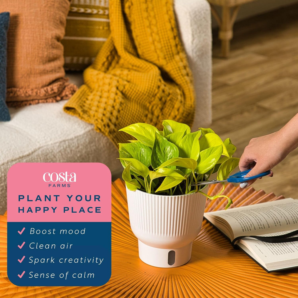 Costa Farms Champs Elysses Pothos Live Plant in Self Watering Pot, Indoor Houseplant, Trailing Vining, Perfect for Home, Room, or Office Decor, Great House Warming or Birthday Gift, 12-14 Inches Tall