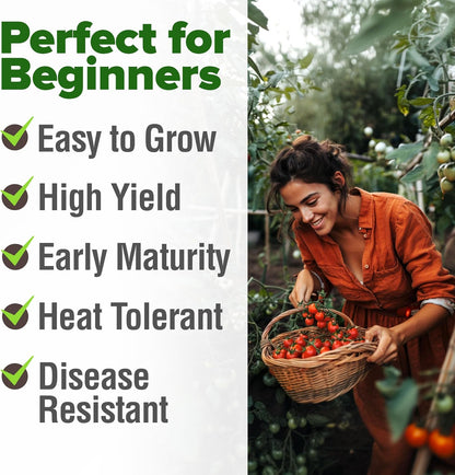 HOME GROWN Large Red Cherry Tomato Seeds Pack– 500 High Germination Heirloom Seeds – 𝗡𝗢𝗡-𝗚𝗠𝗢 𝗨𝗦𝗔 Vegetable Seeds for Garden,Homestead & Self-Sufficient Growing(Solanum lycopersicum)