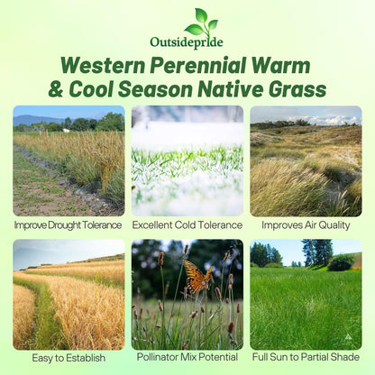 Outsidepride Western Native Grass Seed Mix - 5 lbs. Perennial Blend of Warm & Cool Season, Drought Tolerant Grass Seed for Natural Landscaping w/Wildflower, Soil Health Improvement & Erosion Control