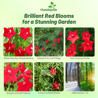 Outsidepride Red Cypress Vine Seeds - 100 Pcs Annual Flower Seeds with Nectar-Rich, Star-Shaped Flowers & Feathery, Fern-Like Leaves for Fences, Trellises, Pergolas & Vertical Gardens