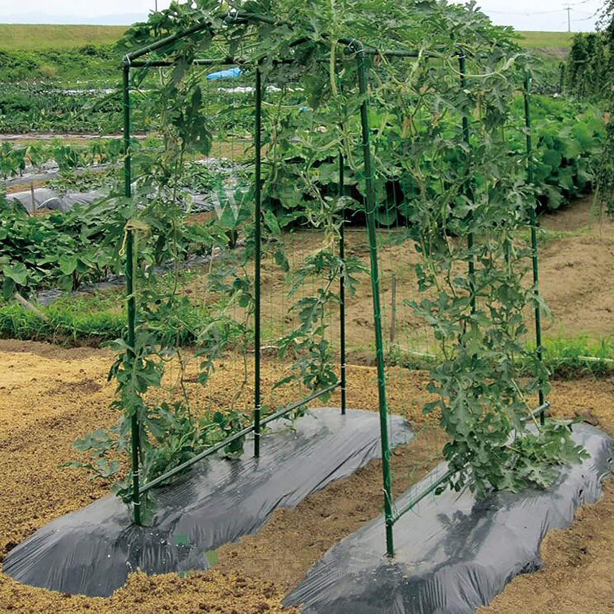 Xiny Tool Garden Stakes, 25 Pack 4 Ft Steel Plant Garden Tomato Stakes with Plastic Coat for Climbing Plants (25 Pack 48 Inch)