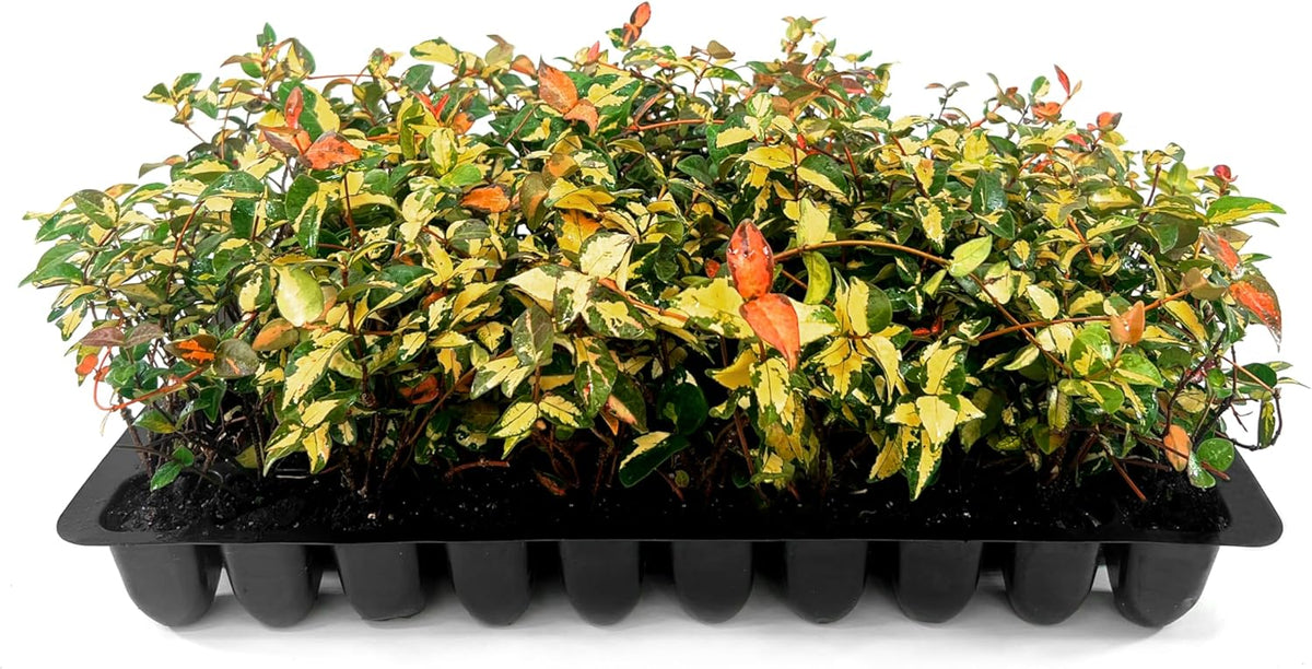 Jasmine Summer Sunset - 10 Live Plants - Trachelospermum Asiaticum - Colorful Groundcover Vine