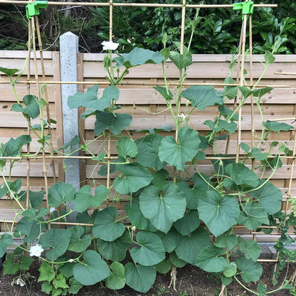 Plant Stakes 4.8FT, Natural Bamboo Stakes, HAINANSTRY 20Pcs Sturdy Bamboo Garden Stakes, Bamboo Sticks for Plants, Beans, Indoor and Outdoor Climbing Plants, Tomato Vegetable Stakes for Garden