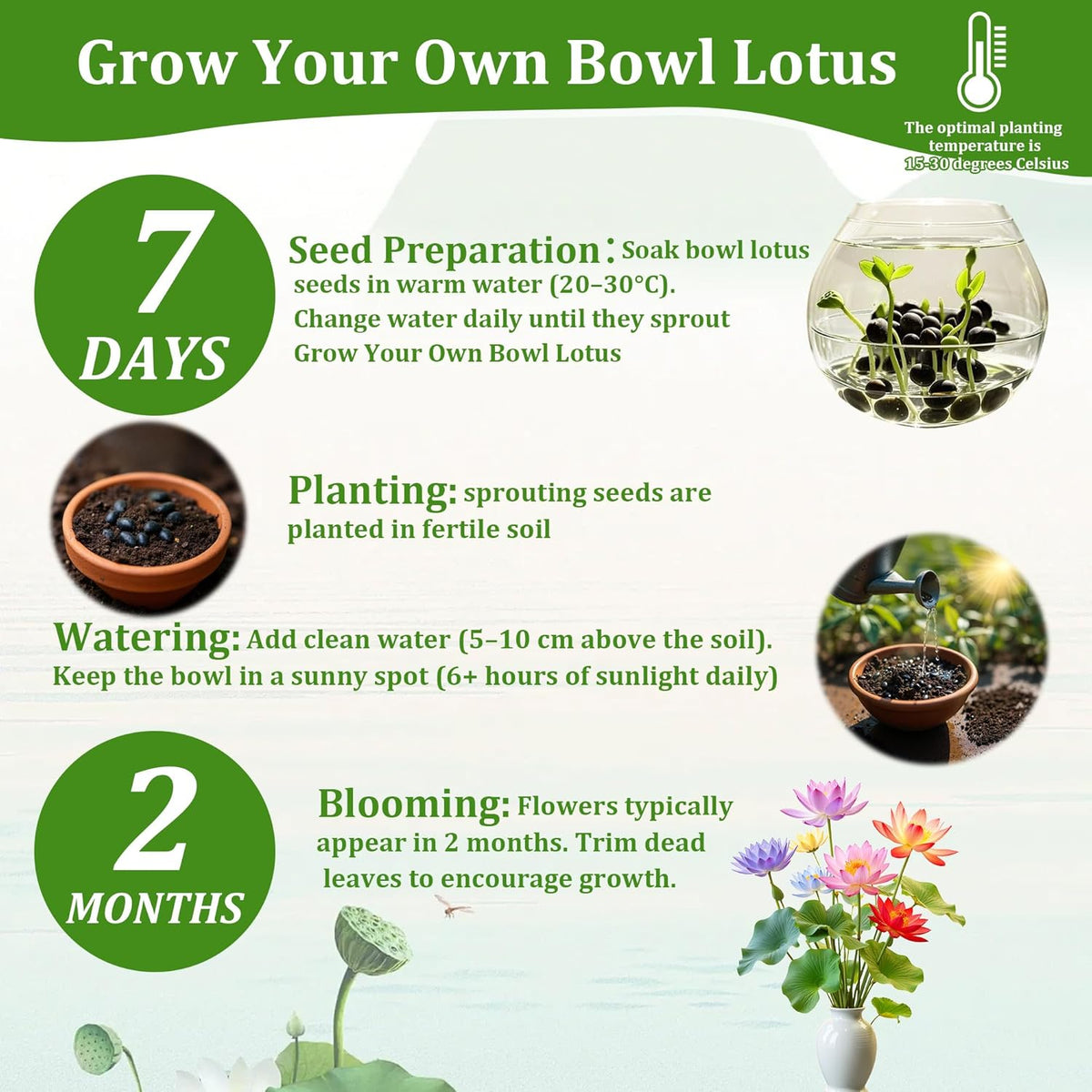 35Pcs Mixed Lotus Seeds for Planting in Water, Colorful Bowl Lotus & Water Lily Flower Seeds for Ponds, Bonsai, Indoor Water Gardens & Lotus Bowl Planter, Grow Easily Low Maintenance
