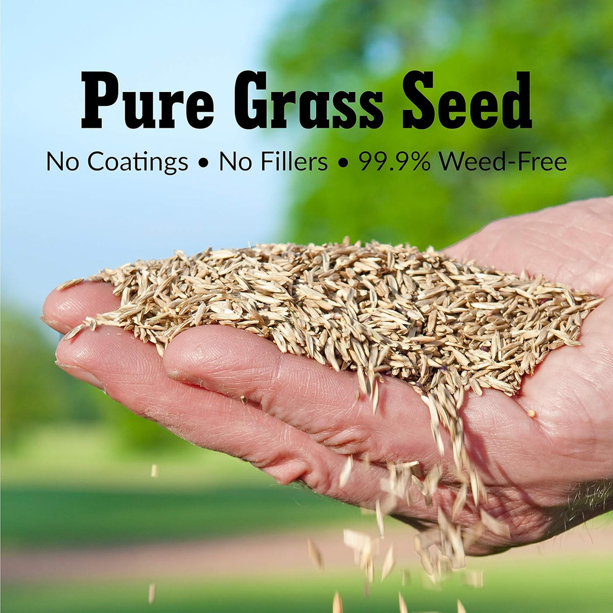 GreenView Pure Grass Seed Turf Type Tall Fescue Sun & Shade Blend, 3 lb. Bag – Covers up to 750 sq. ft.