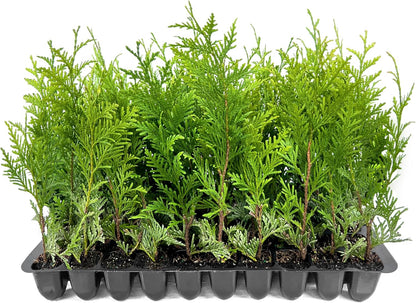 Thuja Green Giant | 20 Live Trees | Thuja standishii x plicata | Fast Growing Privacy Screen | Evergreen Landscape Plants for Borders