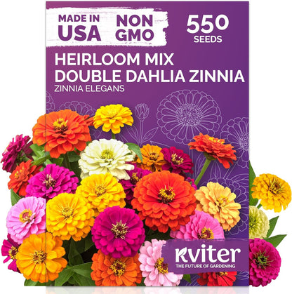 KVITER 550 Dahlia Zinnia Seeds for 2025 Mix (Zinnia Elegans) – Double Blooms, Heirloom & Organic – Flower Seeds for Planting Outdoors in Garden, Containers, Flower Beds. Ideal for Cut Flowers