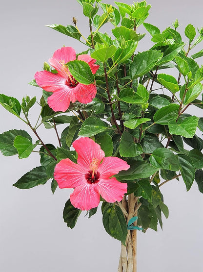 Hibiscus Plants Live - Braided Hibiscus Tree - Pink Painted Lady - Overall Height 38" to 44" - Tropical Plants of Florida (Plant in Growers Pot)