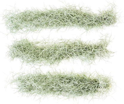 6 Pack Thick Colombian Spanish Moss Live Strands with Wire Hook - Tillandsia Usneiodes - Live Tillandsia Succulent House Plants - Home and Garden Decor - Easy Care Indoor and Outdoor Plants
