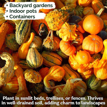 KVITER 50 Small Gourd Seeds Mix (Cucurbita Pepo) – Ornamental Fall Decor Gourds, Non GMO & Organic – Perfect Heirloom Seeds for Planting Decorative Gourds in Vegetable Garden