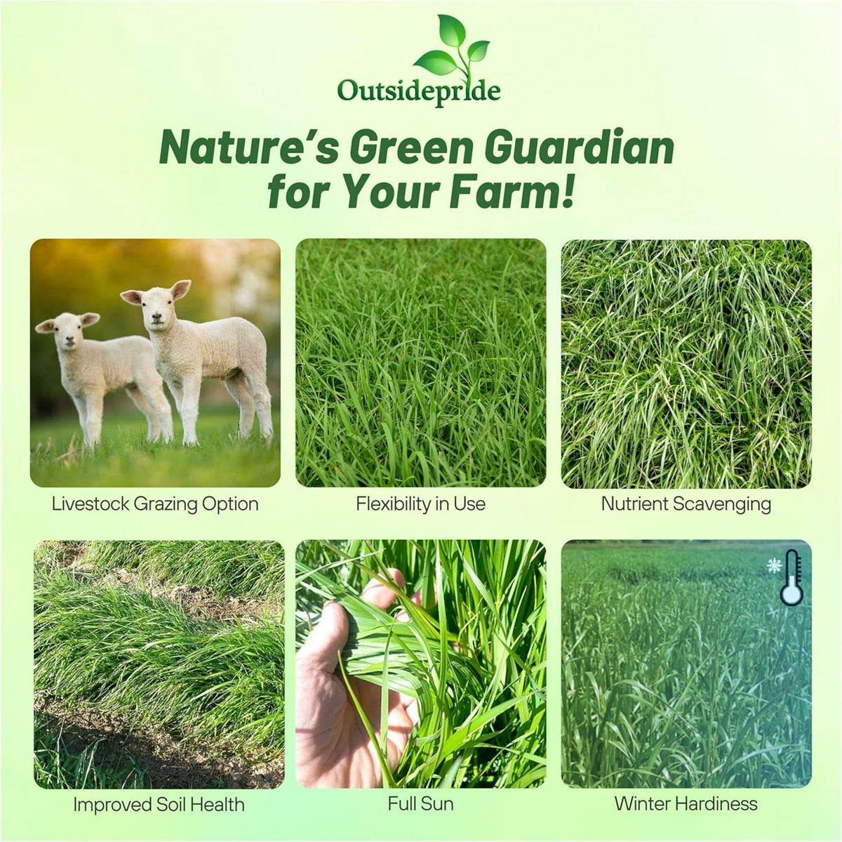 Outsidepride Ryegrass Seeds - 50 lb. Annual, Hardy & Fast-Growing, Cover Crop Seeds for Planting Glossy Dark Green Grass Leaves, Ideal for Hay Foraging, Pasture Grazing & Erosion Control