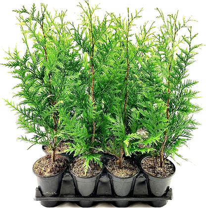 Thuja Arborvitae Green Giant - 3 Live Quart Size Plants - Evergreen Privacy Trees
