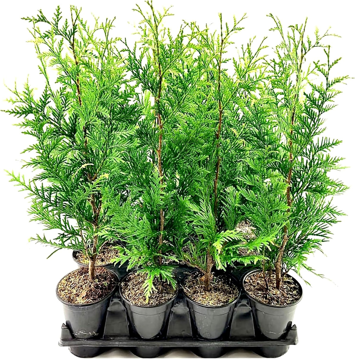 Thuja Green Giant | 10 Live Quart Size Trees | Thuja standishii x plicata | Fast Growing Privacy Screen | Evergreen Landscape Plants for Borders