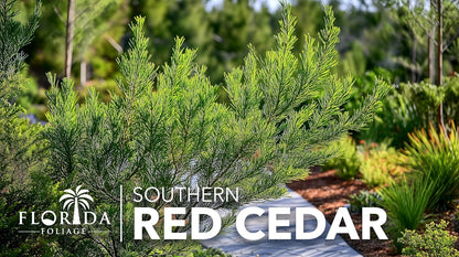Southern Red Cedar | 30 Live Plants | Juniperus Virginiana Silicicola | Evergreen Privacy Trees | Native Landscape Plants