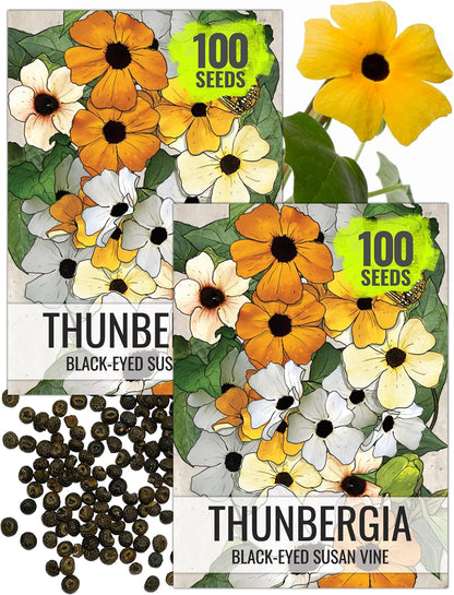 Seed Needs, Black-Eyed Susan Vine Seeds - 100 Heirloom Seeds for Planting Thunbergia alata - Annual Vining Flowers to Cover a Fence or Trellis (2 Packs)