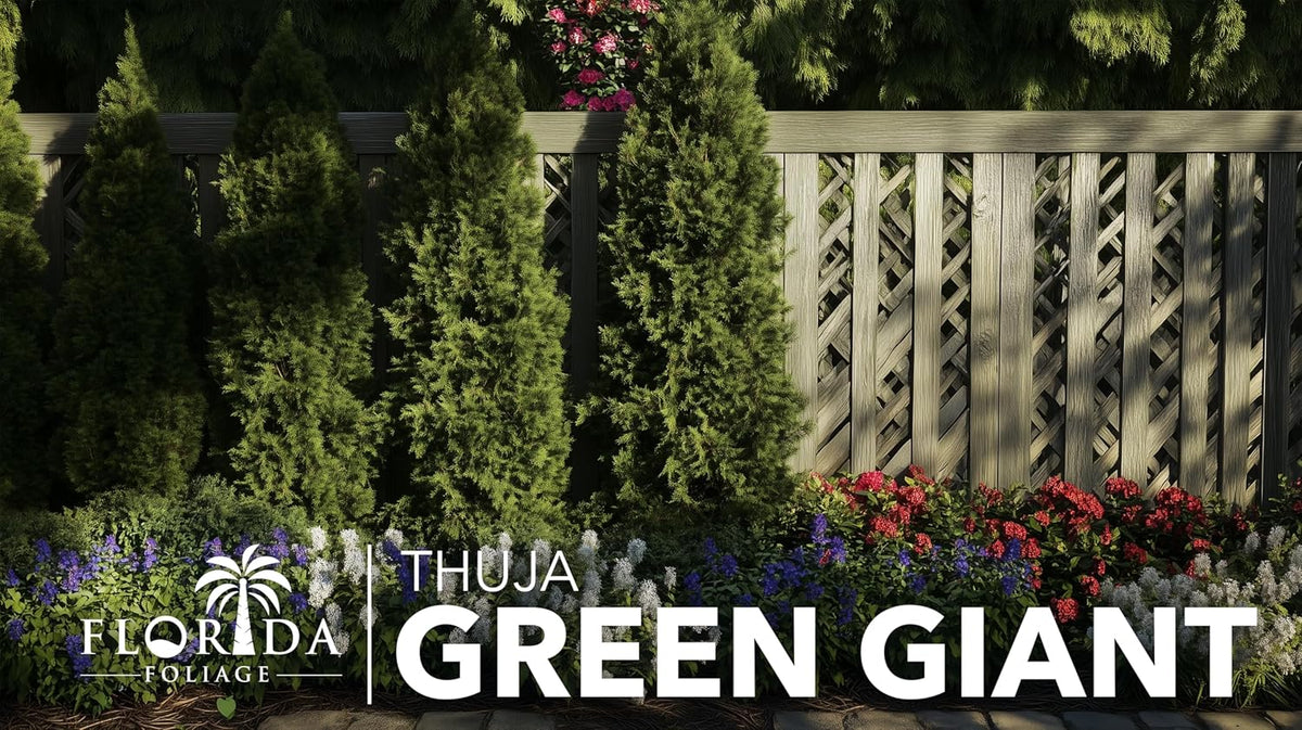 Thuja Green Giant | 5 Live Quart Size Trees | Thuja standishii x plicata | Fast Growing Privacy Screen | Evergreen Landscape Plants for Borders