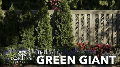Thuja Green Giant | 2 Large Gallon Size Trees | Thuja standishii x plicata | Fast Growing Privacy Screen | Evergreen Landscape Plants for Borders