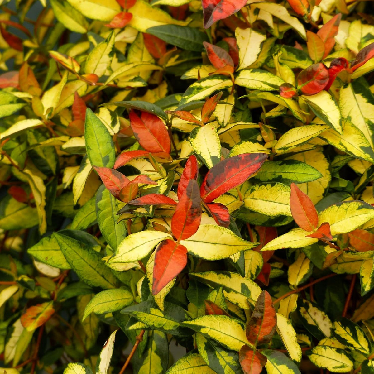 Jasmine Summer Sunset - 10 Live Plants - Trachelospermum Asiaticum - Colorful Groundcover Vine