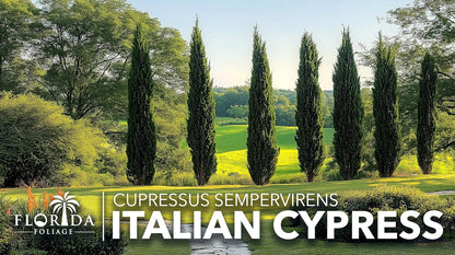 Italian Cypress | 1 Large Gallon Size Tree | Cupressus sempervirens | Narrow Evergreen Plants | Tall Privacy Landscaping | Upright Ornamental Outdoor Plant
