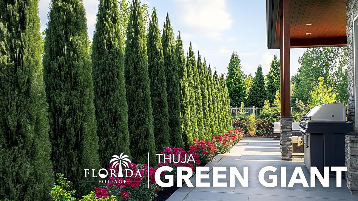 Thuja Arborvitae Green Giant - 3 Live Quart Size Plants - Evergreen Privacy Trees