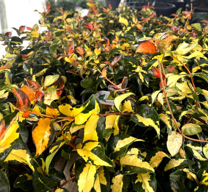 Jasmine Summer Sunset - 40 Live Plants - Trachelospermum Asiaticum - Colorful Groundcover Vine