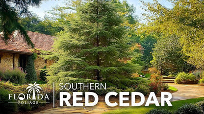 Southern Red Cedar | 3 Live Gallon Size Pots | Juniperus Virginiana Silicicola | Evergreen Privacy Trees | Native Landscape Plants