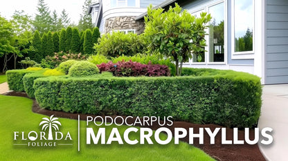 Podocarpus Macrophyllus Japanese Yew | 10 Live Plants | Podocarpus macrophyllus | Privacy Hedge Shrub | Evergreen Landscaping Plants for Gardens & Borders