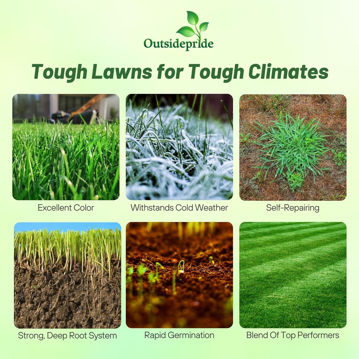 Outsidepride Combat Extreme Northern Zone - 5 Lbs Cold-Hardy, Drought-Resistant Turf Type Tall Fescue & Kentucky Bluegrass Lawn Grass Seed Blend, OptiGrowth Coated for Better Establishment
