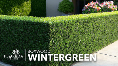 Wintergreen Boxwood | 10 Quart Size Plants | Buxus Microphylla | Evergreen Shrub, Dense Foliage, Formal Garden, Low Maintenance, Privacy Hedge, Year-Round Interest, Landscaping Shrub