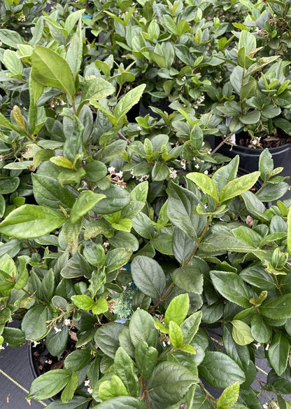 Viburnum Suspensum | 3 Large Gallon Size Plants I Sandankwa I Live Durable Evergreen Shrub with Fragrant Blooms, Ideal for Hedges, Privacy Screens, and Ornamental Landscaping