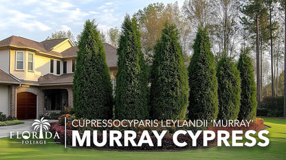 Murray Cypress | 40 Live Plants | Cupressocyparis leylandii 'Murray' | Fast Growing Privacy Trees | Evergreen Plants for Windbreaks