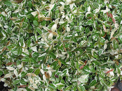 Variegated Asiatic Jasmine | 3 Live 4 Inch Plants | Trachelospermum Asiaticum | Fast Growing Ground Cover, Evergreen Foliage, Low Maintenance Vine, Landscaping Shrub, Drought Tolerant Plant
