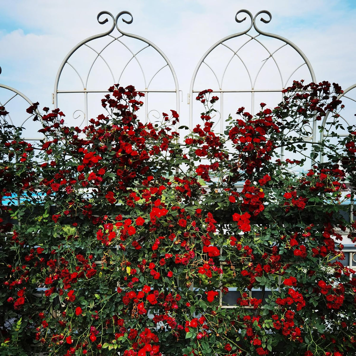Metal Garden Trellis Rustproof Trellis for Climbing Plants Outdoor Flower Support Butterfly Deco (Cream White-2 Pack, 71"x19.7")