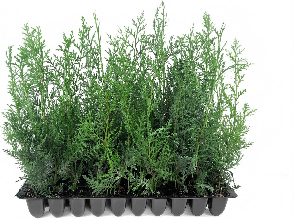 Murray Cypress | 40 Live Plants | Cupressocyparis leylandii 'Murray' | Fast Growing Privacy Trees | Evergreen Plants for Windbreaks